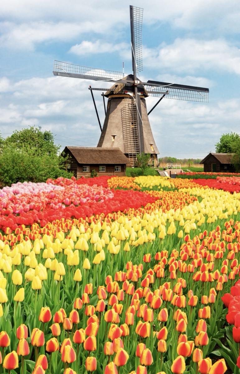 Hollanda Laleler ve Yel Değirmeni